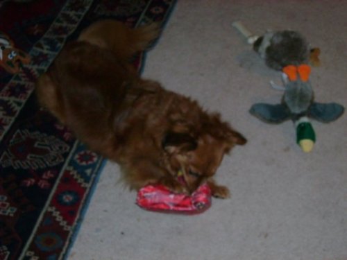 molly and christmas presents