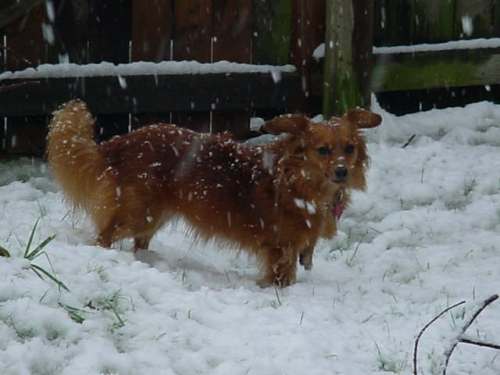 Molly in snow 3 the fox