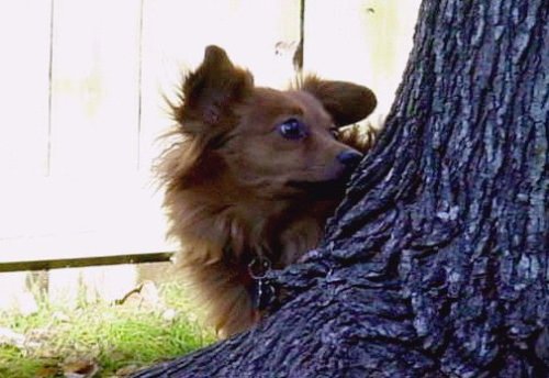 Molly Where is the squirrel