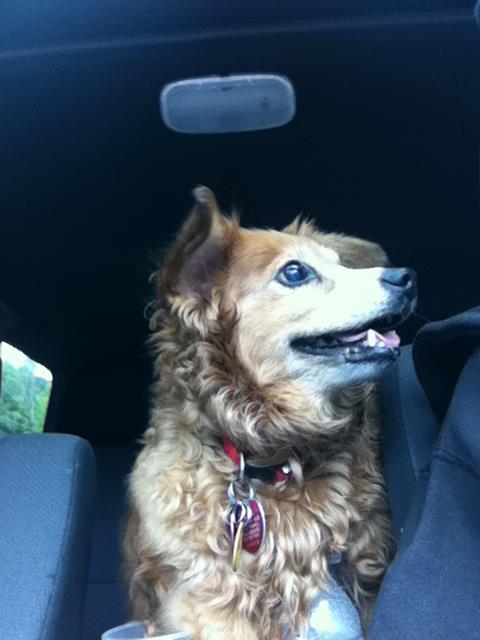 941704_10151661130572059_1706100059_n